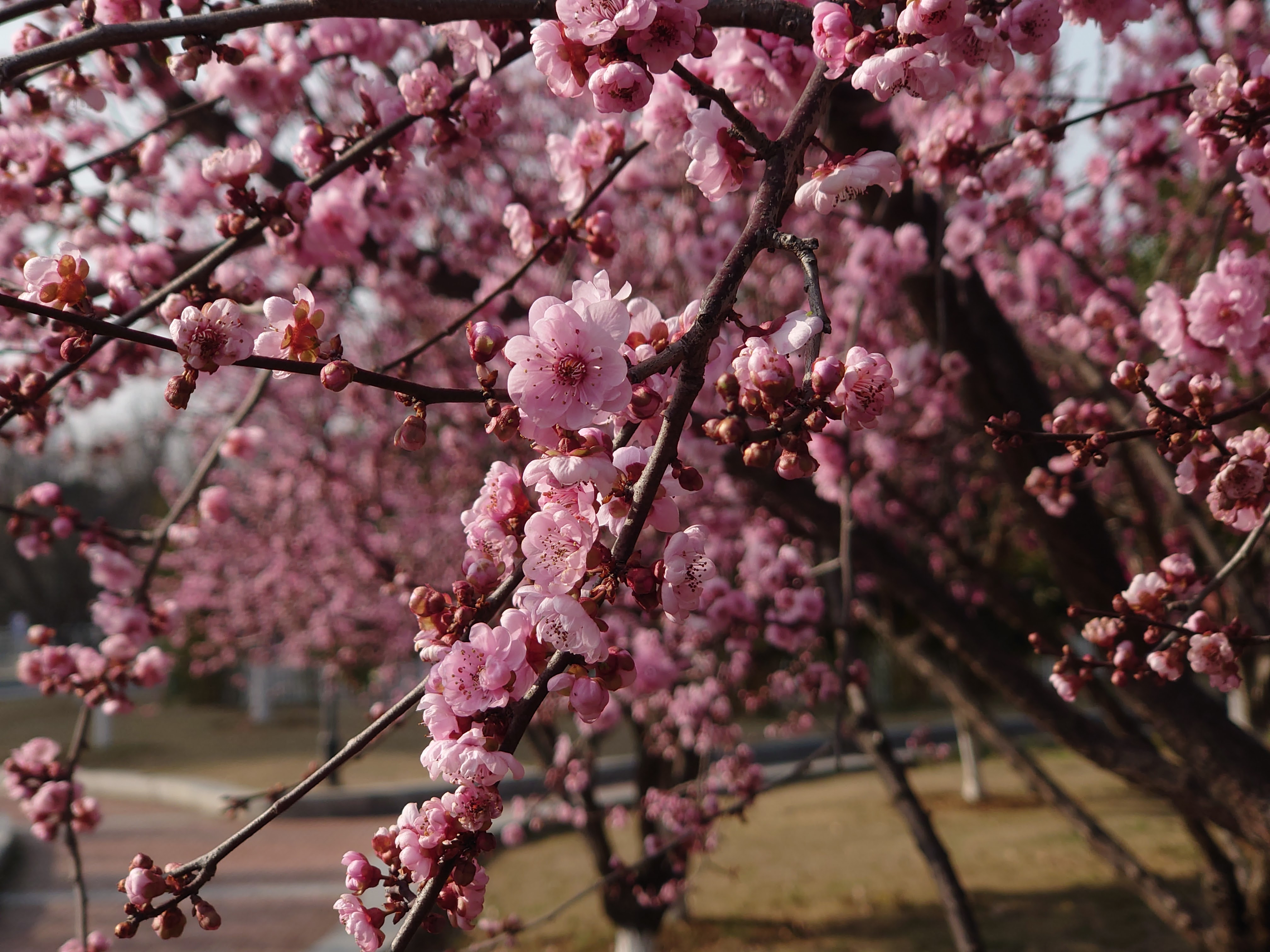 沙湖公园前的樱花